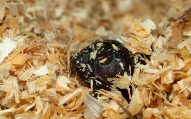 Female european rhinoceros beetle, Oryctes nasicornis in sawdust, macro photo