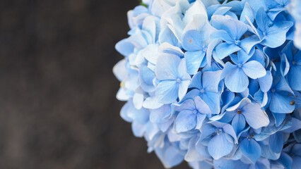 Blue hydrangea (Hydrangea macrophylla) or Hortensia flower blossom after rain with dew on petals....