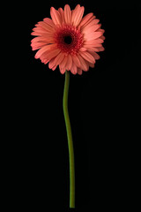 red gerber daisy,Gerbera
This large flower, famous for its bright colors, is a real bestseller! Gerbera is the closest relative of chamomile.