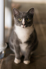 portrait of a cat Gray