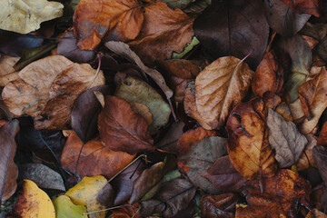 Autumn leaves. Colorful leaves