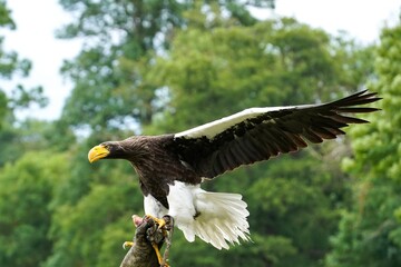 Eastern Bald Eagle with outstretched wings