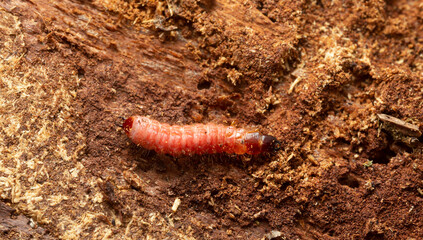 Ant beetle, Thanasimus formicarius larva on coniferous wood, this insect is a predator on bark beetle larva