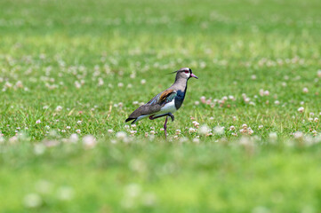 Quero-quero do parque Bariguí
