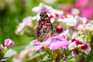 Borboleta na flor