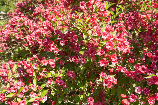 Weigela florida Purpurea in Bl&uuml;te