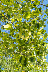 Liriodendron tulipifera Aureomarginata Detail Blatt