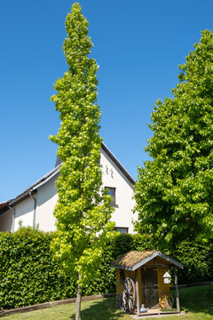 Liquidambar styracuflua Slenders Silhouette Habitus