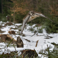 Two Buzzards. Buteo buteo in snowy winter.