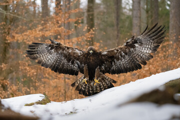 The Golden Eagle is landing, Aquila chrysaetos in winter.