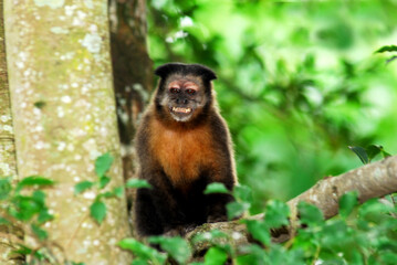 Obraz premium Macaco-prego sorrindo e fazendo pose para fotografia, de cima de uma árvore na floresta