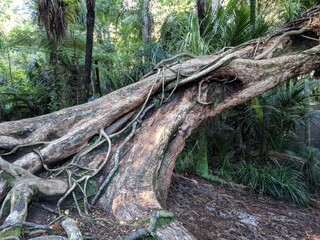 roots in the forest