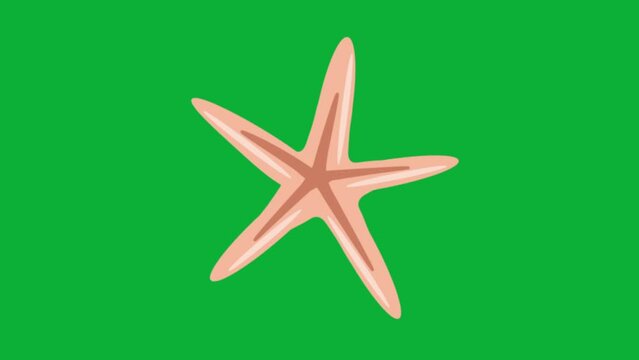 Animated Flat Style Sea Star Isolated on Chroma Green Screen Nature Sea or Summer Vacation Creative Design Element Seashell Element Sea Star Shell Animation Motional Sea Design Element