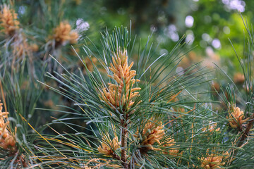 Naklejka na ściany i meble Blossom of Macedonian pine. Male pollen producing strobili. New male cone of Balkan pine. Pinus peuce. Yellow cluster pollen-bearing microstrobiles of white pine group, Pinus subgenus Strobus.