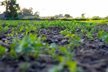 field of lavender