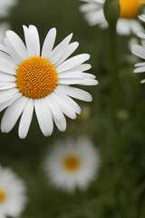 Obraz premium Field of daisy flowers generative ai