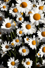 Field of daisy flowers generative ai
