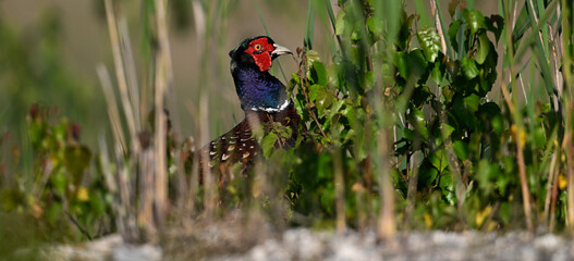 Fasan // Common pheasant (Phasianus colchicus)