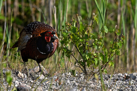 Common pheasant // Fasan (Phasianus colchicus)