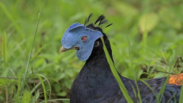 Crested fireback in the grass