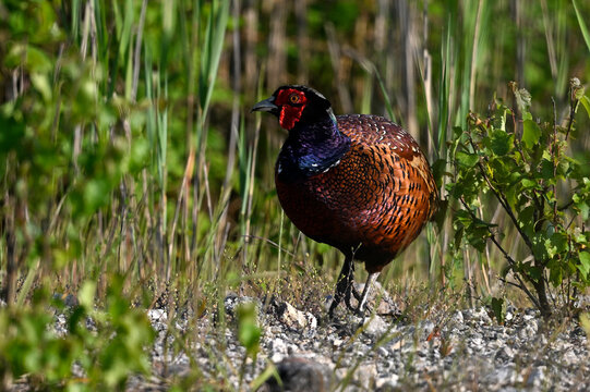 Common pheasant // Fasan (Phasianus colchicus)