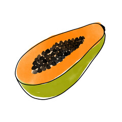 Painted with watercolor papaya isolated on white background. Papaya with black line contour.