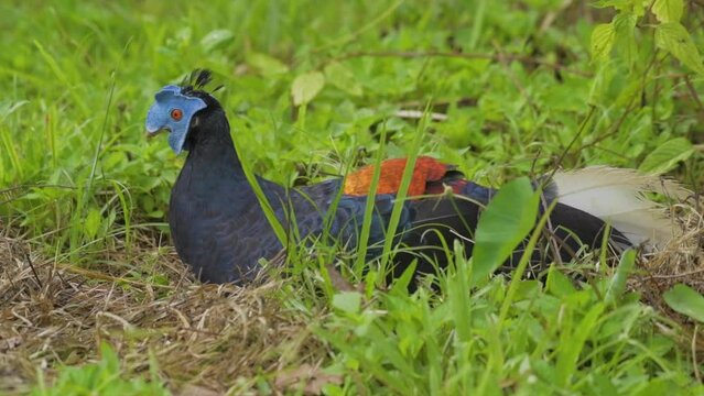 Crested fireback in the grass