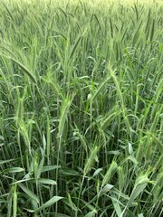green wheat field