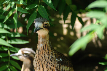 Close-up of the head of a black-necked curlew