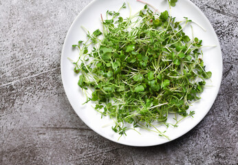 A plate with different varieties of germinated microgreen sprouts on a concrete table. View from above.