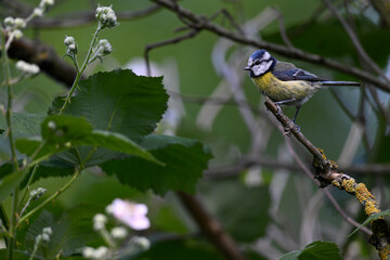 Blue tit // Blaumeise (Cyanistes caeruleus)