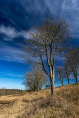 01-04-2023 Jylland, Denmark. Landscape - Naked trees