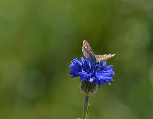 Papillon butinant un fleur bleue