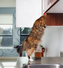 Curios cat with head in kitchen cabinet while standing on hindlegs on kitchen counter. Cute fluffy...