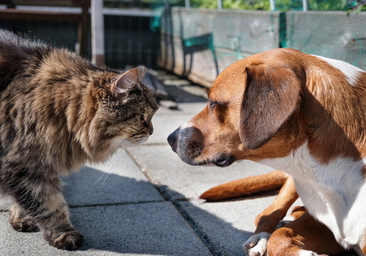 Cat and dog face to face on patio. Cat sniffing puppy dog lying. Concept for dogs and cats under one roof, cohabitation or peaceful living together. Harrier dog and senior tabby cat. Selective focus.