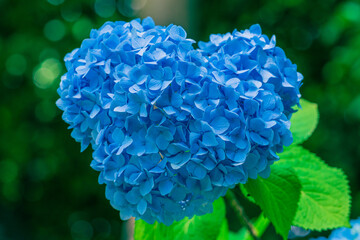 ハートの紫陽花