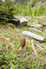 A captivating closeup photograph of a Morel mushroom found in the scenic mountains of northern Italy.