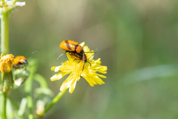 Macro photography of Exosoma lusitanicum, or daffodil leaf beetles, stacked one above the other, with a stunning blurred background and copy space, South of France