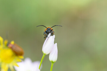 Captivating macro photography of Exosoma lusitanicum, or daffodil leaf beetles, looking at the camera, showcasing intricate details with a stunning blurred background and copy space, South of France