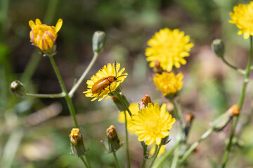 Macro photography of Exosoma lusitanicum, or daffodil leaf beetles on a yellow flower, insect in the garden, South of France