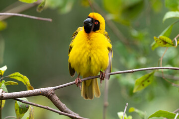 Tisserin à tête rousse,.Ploceus velatus, Southern Masked Weaver