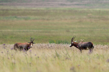Damalisque &agrave; front blanc, Damaliscus pygargus phillipsi, Afrique du Sud