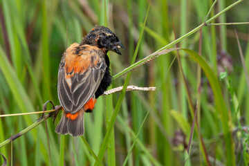 Euplecte ignicolore,.Euplectes orix, Southern Red Bishop, Afrique du Sud