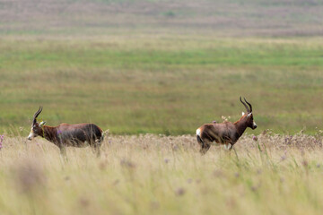 Damalisque à front blanc, Damaliscus pygargus phillipsi, Afrique du Sud