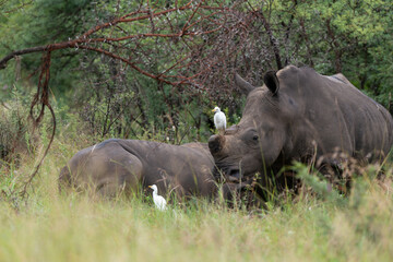 Rhinocéros blanc, corne coupée, white rhino, Ceratotherium simum, Héron garde boeufs,.Bubulcus ibis, Western Cattle Egret, Parc national Kruger, Afrique du Sud