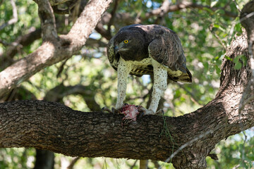 Aigle martial, Polemaetus bellicosus, Martial Eagle, Varan du Nil, Varanus niloticus