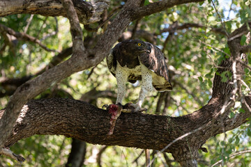 Aigle martial, Polemaetus bellicosus, Martial Eagle, Varan du Nil, Varanus niloticus