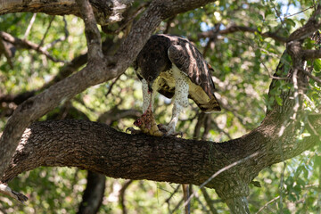 Aigle martial, Polemaetus bellicosus, Martial Eagle, Varan du Nil, Varanus niloticus