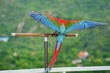 Harlequin Macaw parrot bird standing on aluminum rod.