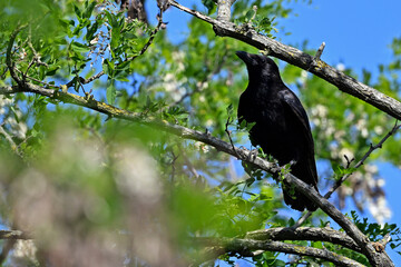 Aaskrähe, Rabenkrähe // Carrion crow (Corvus corone)